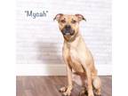 Adopt Mycah a Tan/Yellow/Fawn Terrier (Unknown Type, Small) / Mixed dog in