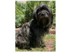 Adopt Doobie a Black Terrier (Unknown Type, Medium) / Schnauzer (Miniature) /