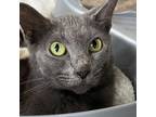 Adopt Loraina a Gray or Blue Domestic Shorthair / Mixed cat in Lakeland