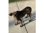Adopt Cash a Brindle American Pit Bull Terrier / Mixed dog in Selma