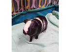Adopt Edith a Guinea Pig small animal in Papillion, NE (38747711)