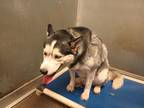 Adopt Hachi a Gray/Blue/Silver/Salt & Pepper Husky / Mixed dog in Selma