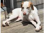 Adopt Lilly Ann a White - with Tan, Yellow or Fawn Hound (Unknown Type) / Mixed