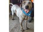 Adopt Clayton a White English (Redtick) Coonhound / Mixed dog in LaHarpe