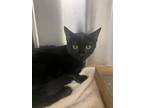 Adopt Noodles a All Black Domestic Shorthair / Domestic Shorthair / Mixed cat in