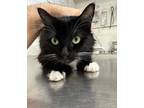 Adopt Monban a All Black Domestic Mediumhair / Domestic Shorthair / Mixed cat in