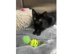 Adopt LaChata a All Black Domestic Shorthair / Domestic Shorthair / Mixed cat in