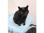 Adopt Moe a All Black Domestic Shorthair (short coat) cat in Missoula
