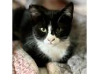 Adopt Galaxy a All Black Domestic Shorthair / Mixed cat in Morgan Hill