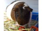 Adopt Straw a White Guinea Pig / Mixed small animal in Williamsburg