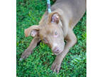 Adopt Eve a Brown/Chocolate Mixed Breed (Medium) / Mixed dog in Greenwood