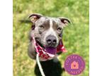 Adopt Tonka a Gray/Blue/Silver/Salt & Pepper Mixed Breed (Large) / Mixed dog in