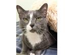 Adopt Justina a Gray or Blue Domestic Shorthair / Domestic Shorthair / Mixed cat