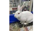 Adopt PETER a White American Sable / Californian / Mixed rabbit in Houston