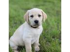 Labrador Retriever Puppy for sale in Tylertown, MS, USA