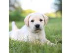 Labrador Retriever Puppy for sale in Tylertown, MS, USA