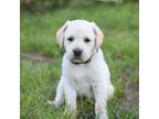 Labrador Retriever Puppy for sale in Tylertown, MS, USA