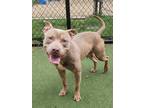 Adopt Tommy a Tan/Yellow/Fawn American Pit Bull Terrier / Mixed dog in