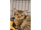 Adopt Shallot a Brown or Chocolate Domestic Shorthair / Domestic Shorthair /