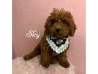Poodle (Toy) Puppy for sale in Lewisville, TX, USA