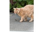 Adopt Ricco a Orange or Red Tabby Domestic Mediumhair / Mixed (medium coat) cat