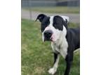 Adopt Kansas a White American Pit Bull Terrier / Mixed dog in Xenia