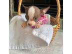 Chihuahua Puppy for sale in Greenwood, SC, USA