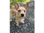Adopt Tucker a Tan/Yellow/Fawn Terrier (Unknown Type, Small) / Mixed dog in
