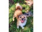 Adopt Lulu a Tan/Yellow/Fawn Mixed Breed (Small) / Mixed dog in Pompano Beach