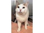 Adopt 655825 a White Domestic Shorthair / Mixed Breed (Medium) / Mixed (short