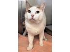 Adopt 655825 a White Domestic Shorthair / Domestic Shorthair / Mixed cat in