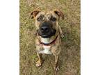 Adopt Cooper Reed a Brindle American Staffordshire Terrier / Boxer / Mixed