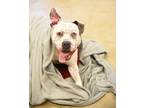 Adopt Chubby Checker a White Mixed Breed (Large) / Mixed dog in Fallston
