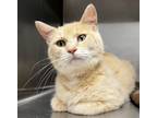Adopt River a Orange or Red Domestic Shorthair / Domestic Shorthair / Mixed cat