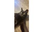 Adopt Blackie a Black (Mostly) Domestic Mediumhair / Mixed cat in Brighton