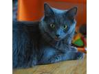 Adopt Astrid a Gray or Blue Domestic Mediumhair / Mixed cat in Wakefield