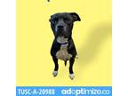 Adopt Vista a Black American Pit Bull Terrier / Mixed dog in Tuscaloosa