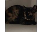 Adopt Venelope a Tortoiseshell Domestic Shorthair / Mixed (short coat) cat in