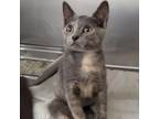 Adopt kate a Tortoiseshell Domestic Shorthair / Mixed cat in Englewood