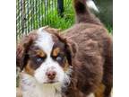 Miniature Australian Shepherd Puppy for sale in Calhoun, GA, USA