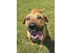 Adopt Samwise 49830 a Tan/Yellow/Fawn Labrador Retriever / Mixed dog in Aiken