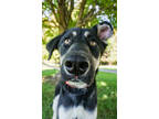 Adopt Rescue a Black Shepherd (Unknown Type) / Doberman Pinscher / Mixed dog in