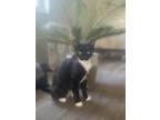 Adopt Vee a Black & White or Tuxedo Domestic Shorthair / Mixed (short coat) cat