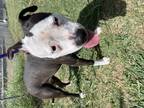 Adopt Coco a White American Pit Bull Terrier dog in Boerne, TX (38706940)