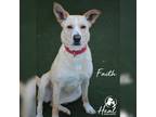 Adopt Faith a Tan/Yellow/Fawn Hound (Unknown Type) / German Shepherd Dog / Mixed