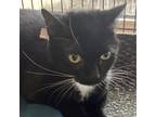 Adopt Apple Jax a All Black Domestic Shorthair / Mixed cat in Montgomery