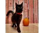 Adopt Sheba a All Black Domestic Shorthair / Mixed cat in Yuma, AZ (38771095)