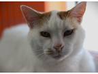 Adopt Henry a White Domestic Shorthair / Domestic Shorthair / Mixed cat in Walla