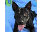 Adopt Kylo a Black Mixed Breed (Medium) / Mixed dog in Las Cruces, NM (38679646)
