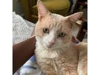 Adopt Oscar a Tan or Fawn Tabby Domestic Shorthair / Mixed cat in Washington